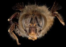   Apis cerana  female face, photo: T. Brady 
